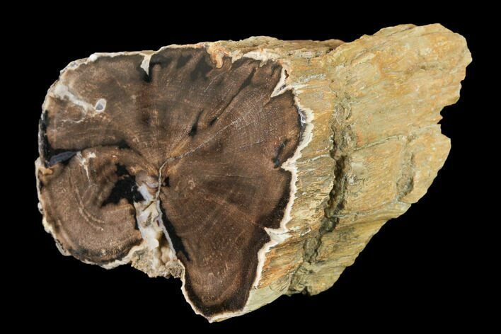 Wide Petrified Wood (Schinoxylon) Limb - Blue Forest, Wyoming #141473